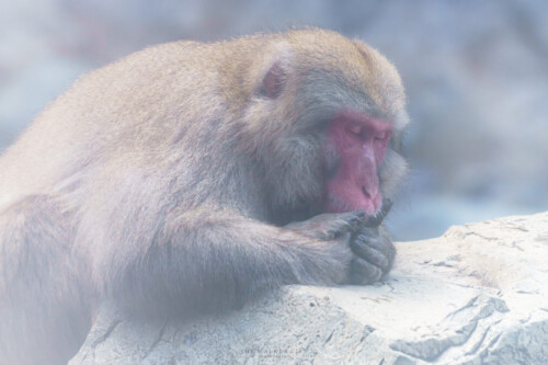 Sleeping monkey - 眠る野猿