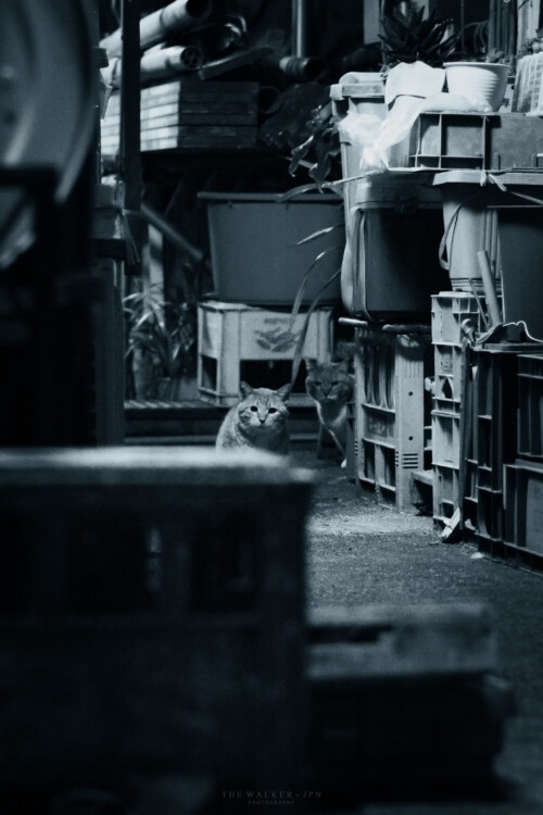 Watchers in midnight - 夜の住人